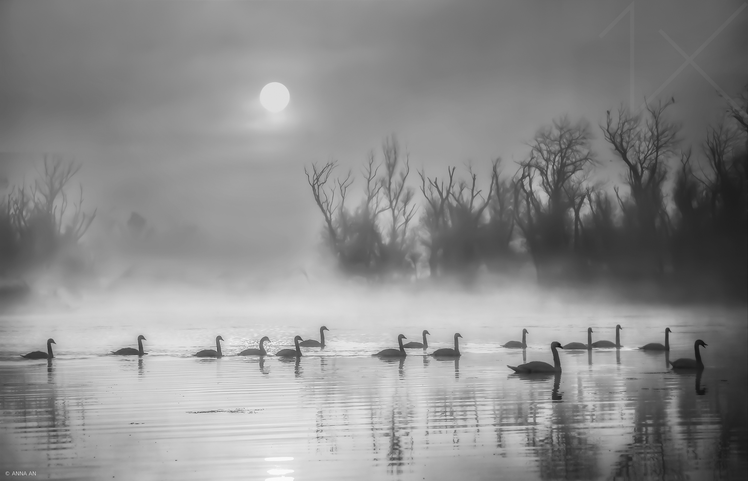 Sun Rising Over Swan Lake by ANNA AN