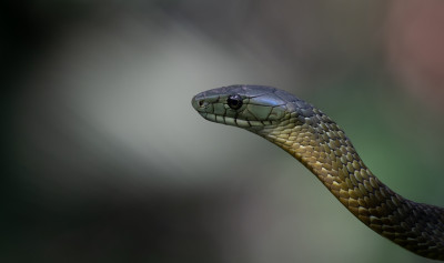 Atheris Squamigera by Thor Hakonsen