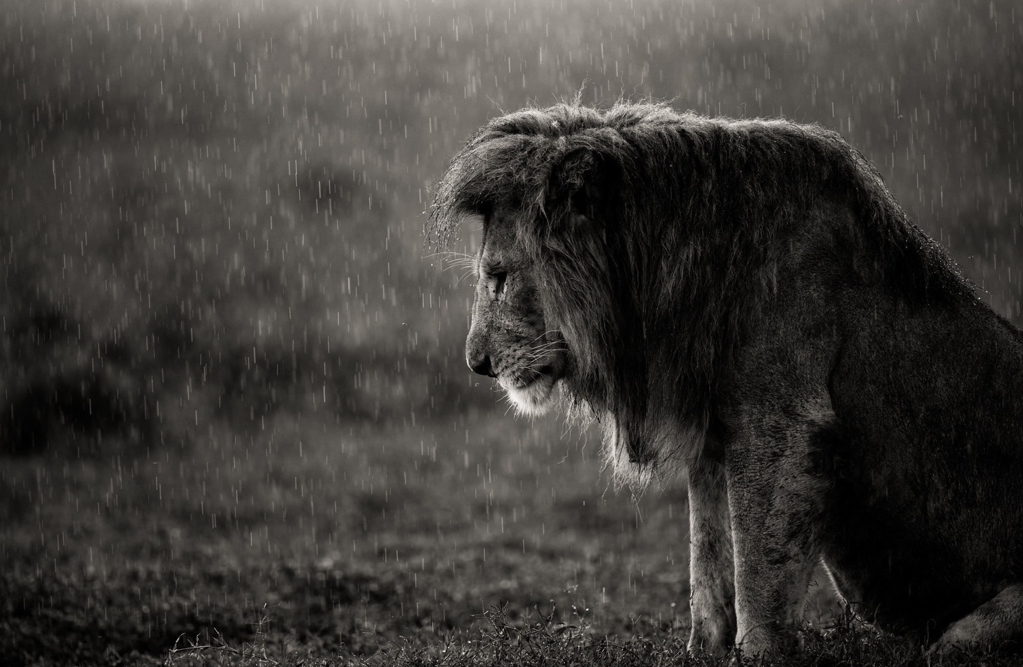 Lioness in the rain фото