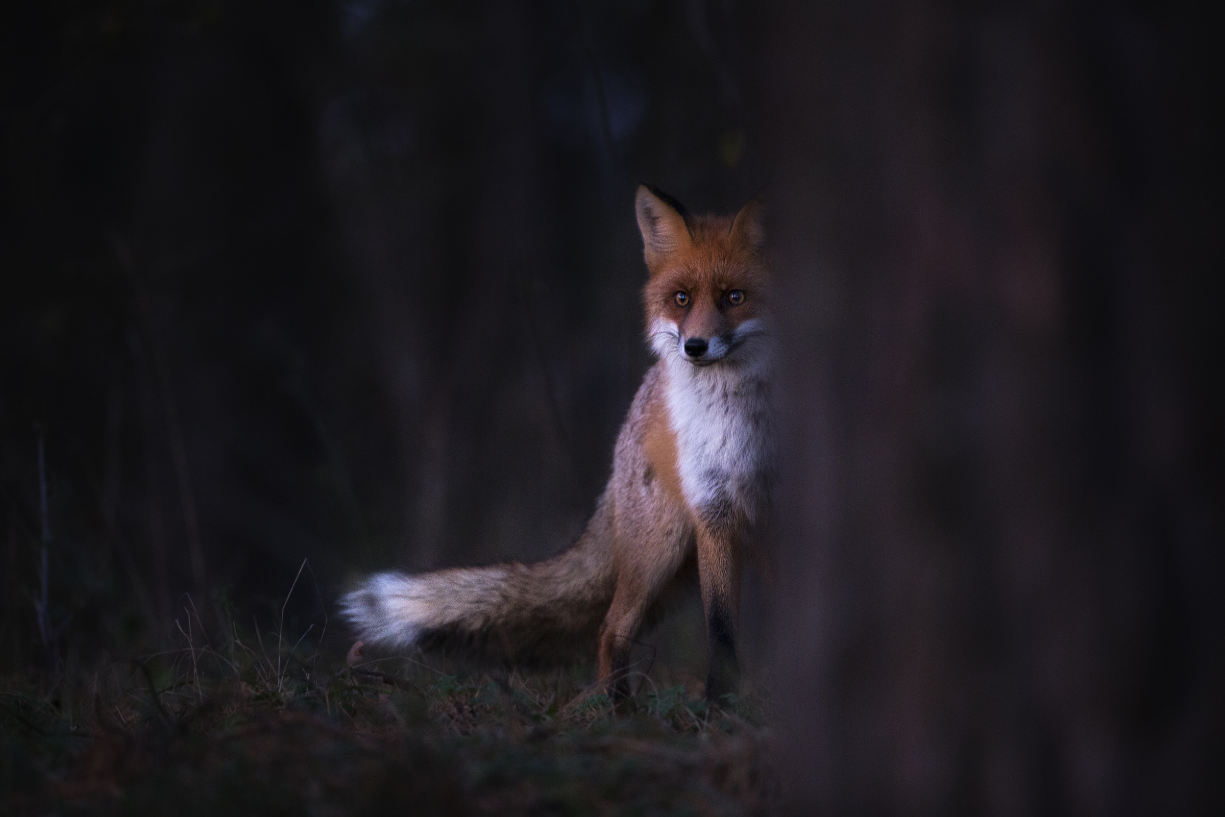 лиса ночью в лесу. волк фэнтези. лисица темного леса. злая лиса. одинокие лисы.