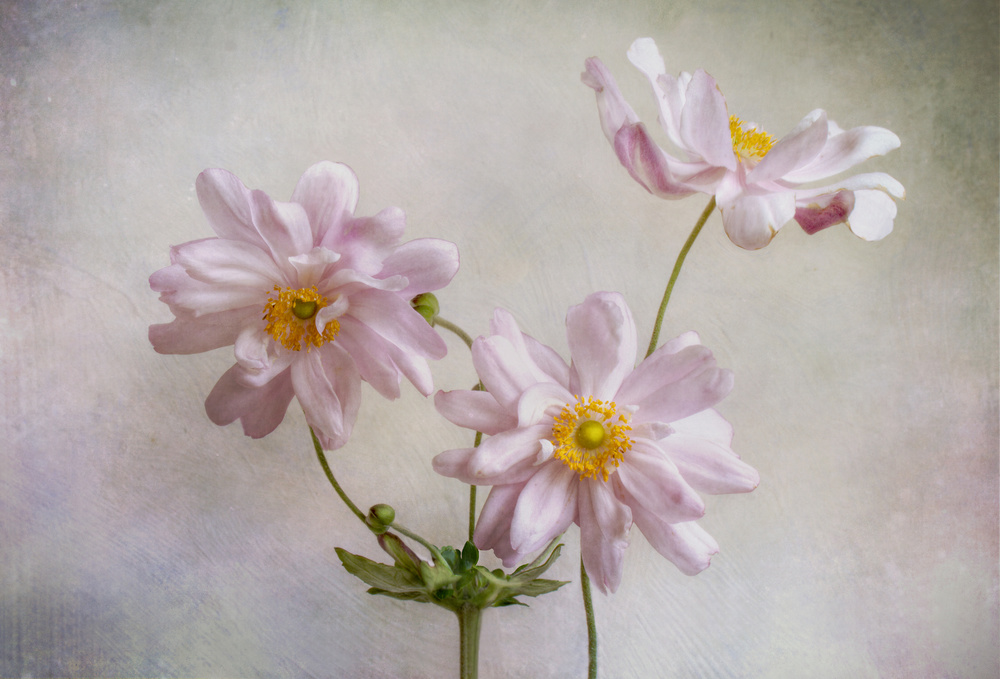 Anemones by Mandy Disher • 1x Photo Gallery