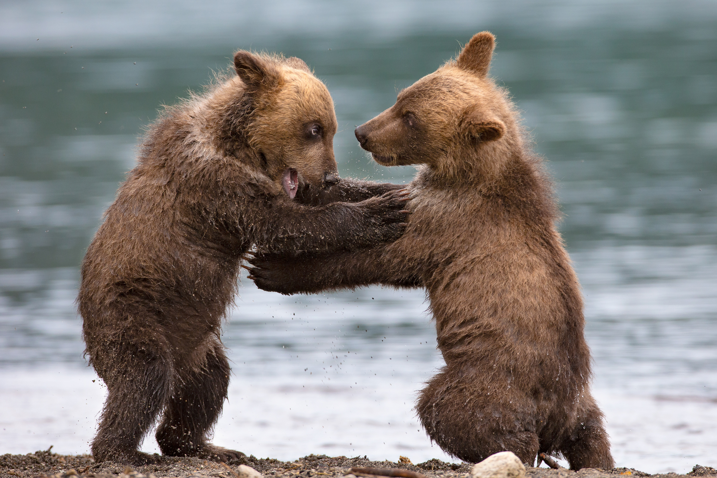 Развлечения медведей. Медвежата. Два медвежонка. Медведи дерутся. Схватка двух медведей.