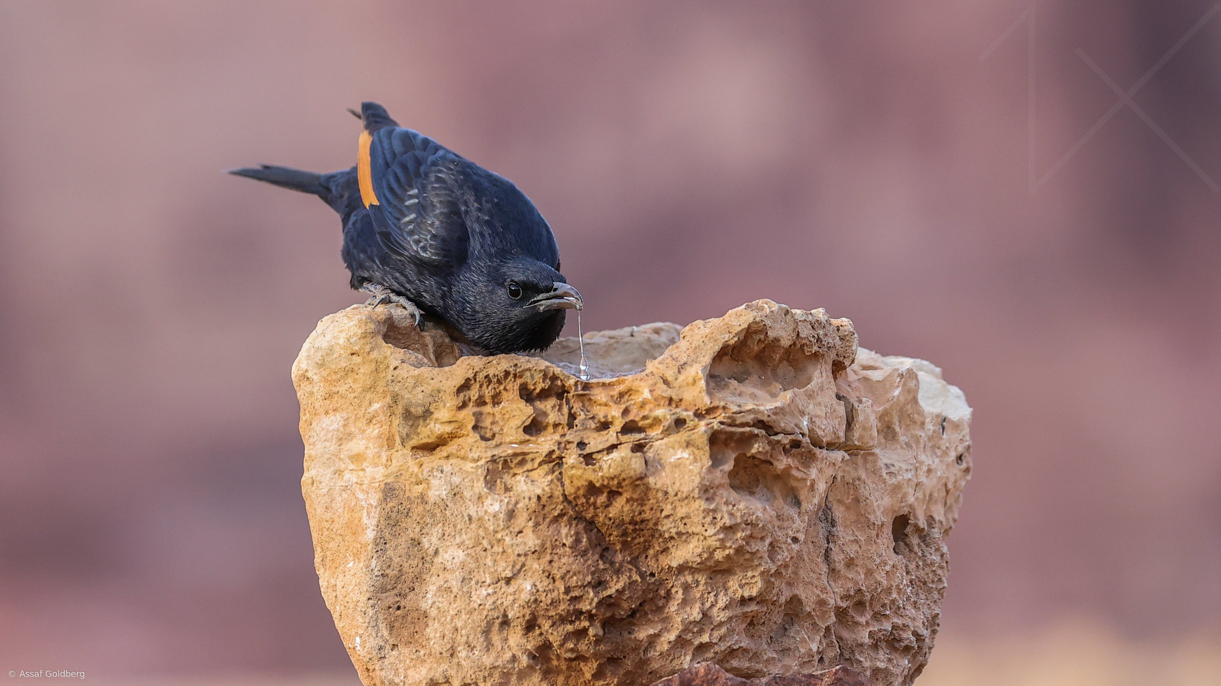 Tristram s starling by assaf goldberg