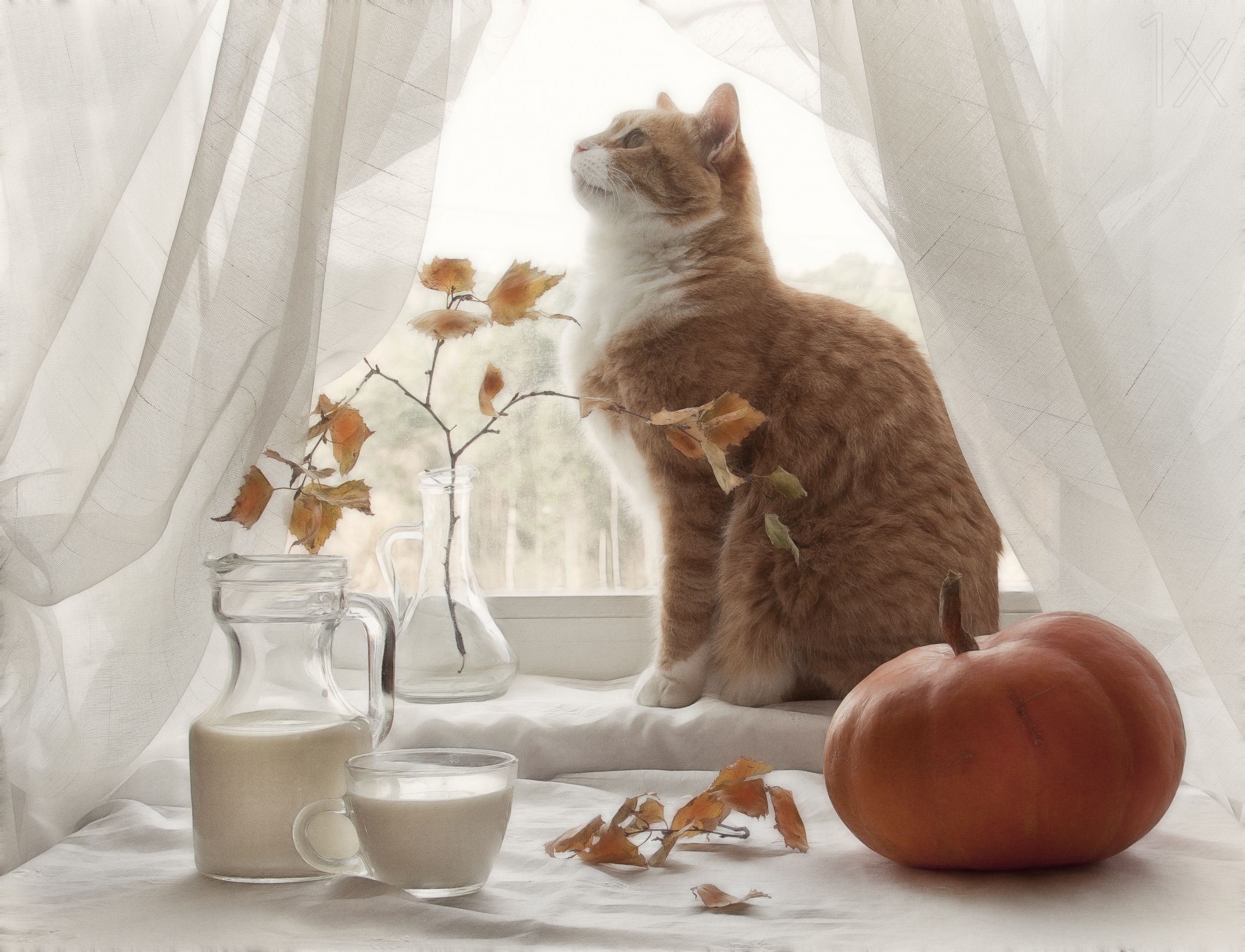 Песня у меня живет культурный кот нежное. Кот осень. Доброе утро рыжий кот. Доброе осеннее утро с кошками. Осень кот на окошке.